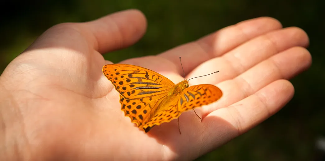 Oranger Schmetterling auf Handfläche, ein Moment der Ruhe und Harmonie.